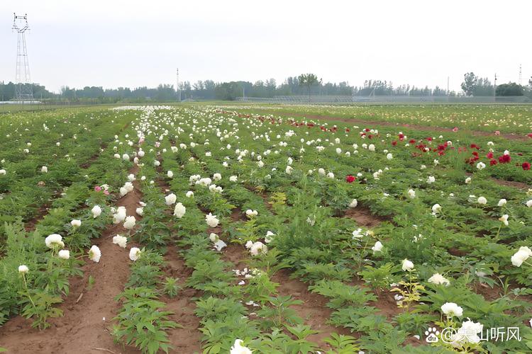 白芍种植技术视频下载-图1 白芍种植技术视频下载-图1