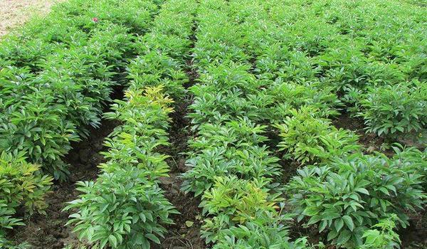 白芍种植技术视频下载-图3