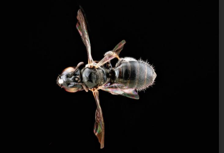 黑色蜜蜂有哪些品种？-图1