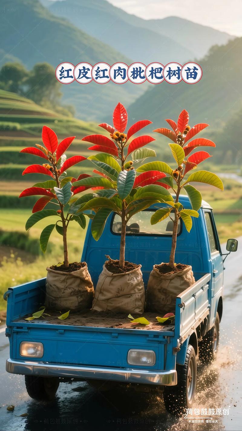 枇杷树苗哪个品种最好？-图1