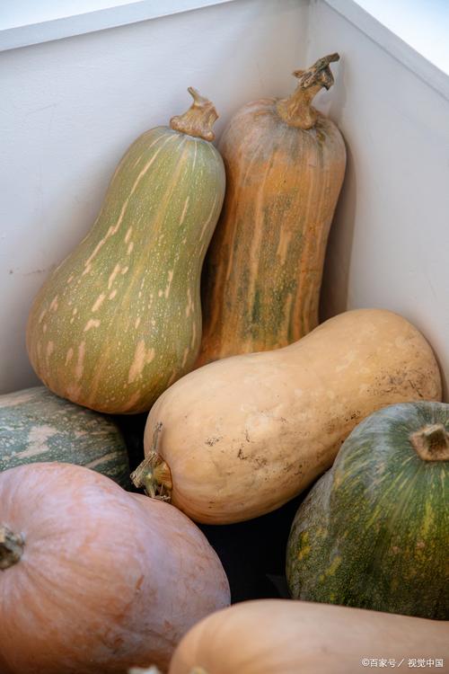南瓜品种有哪些？看图识品种！-图2