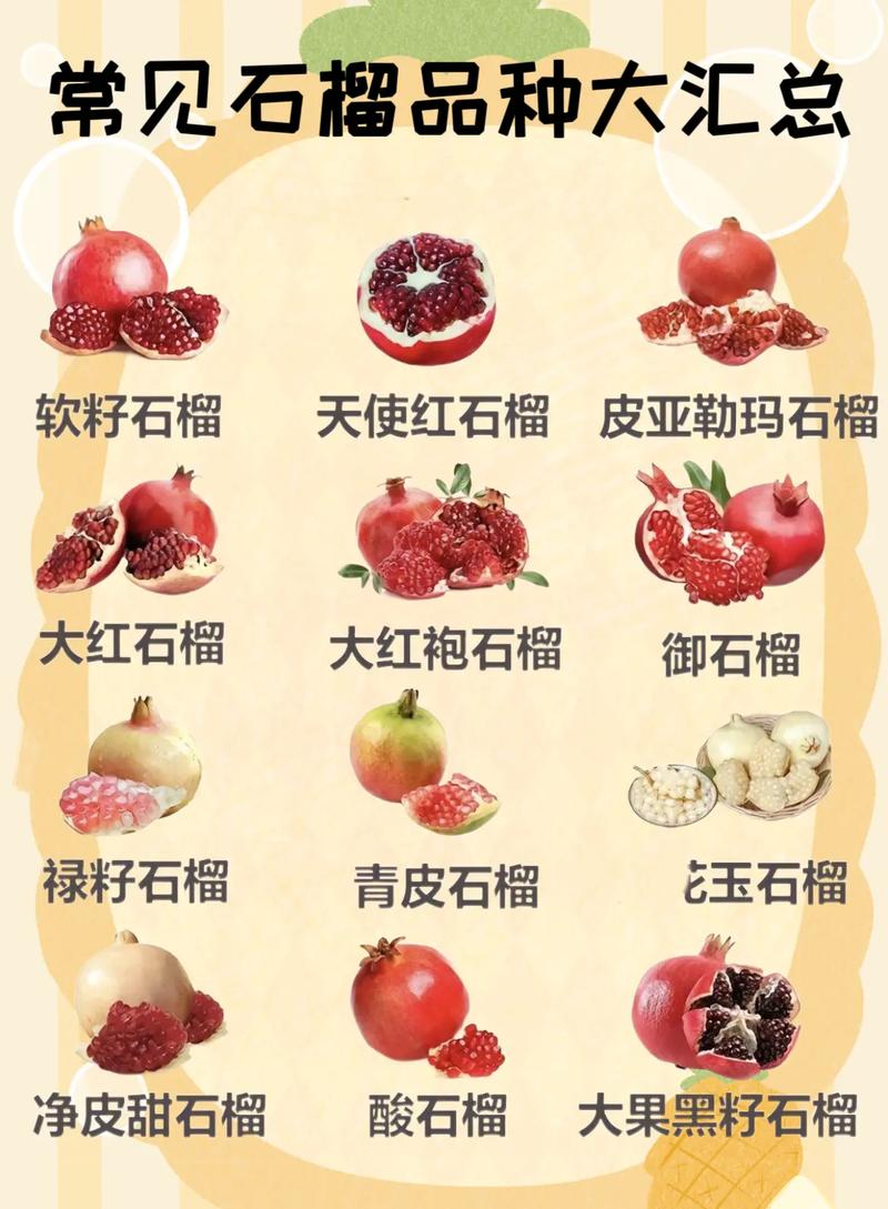 石榴常见品种图片大全-图1