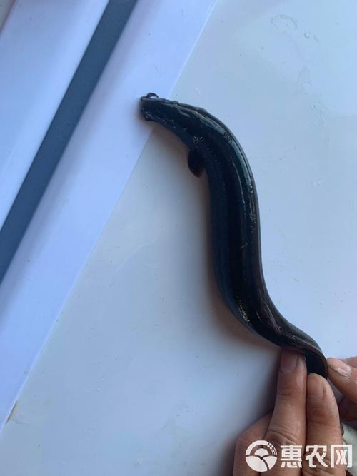 东北泥鳅养殖，如何安全高效过冬？-图1