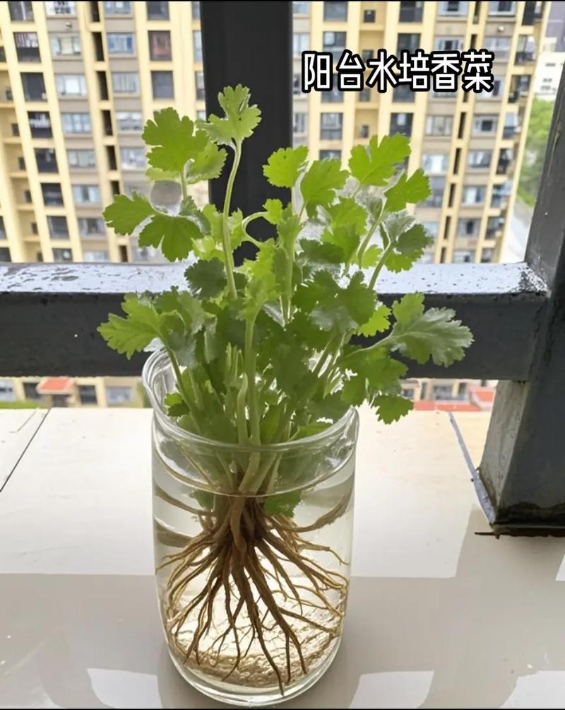 露地香菜怎么种才高产？新技术要点有哪些？-图1