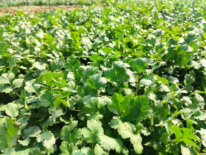 露地香菜怎么种才高产？新技术要点有哪些？-图2