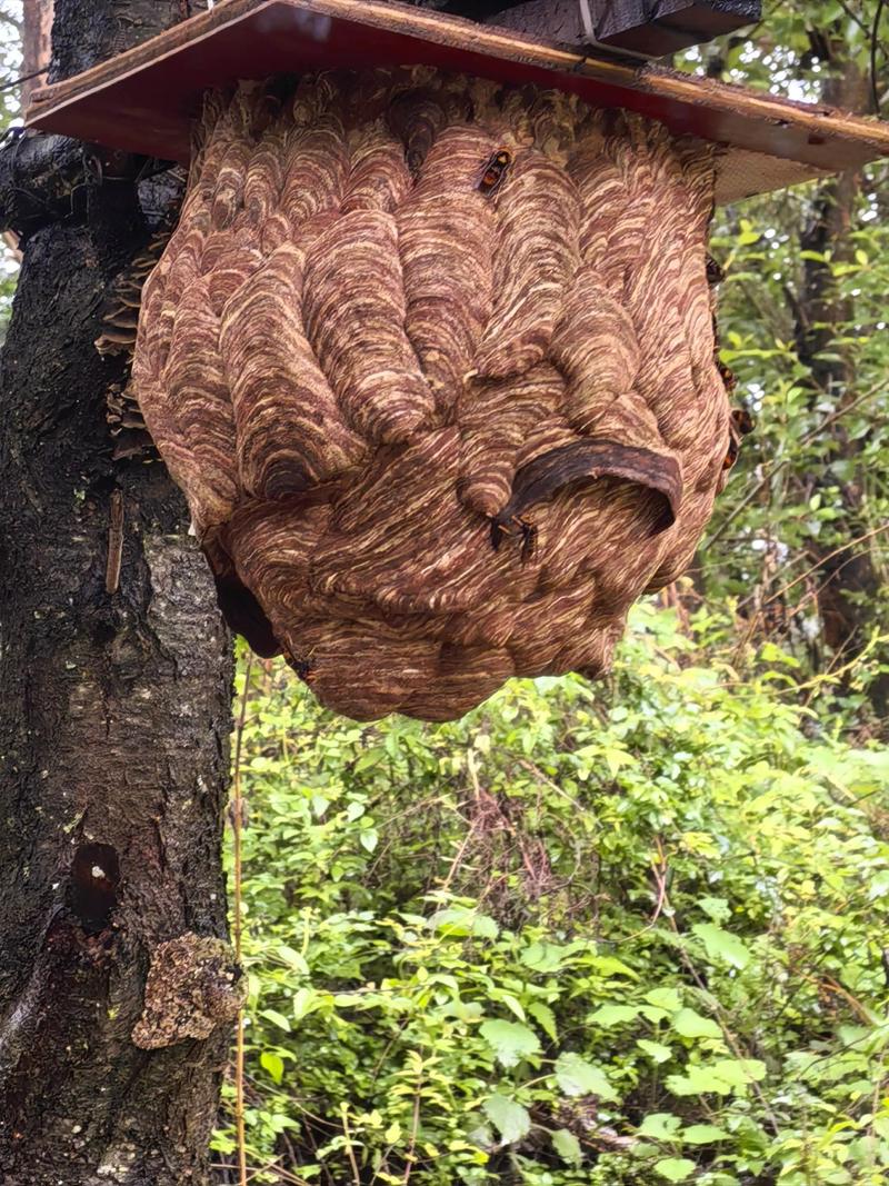 胡蜂越冬养殖技术视频有哪些要点？-图1