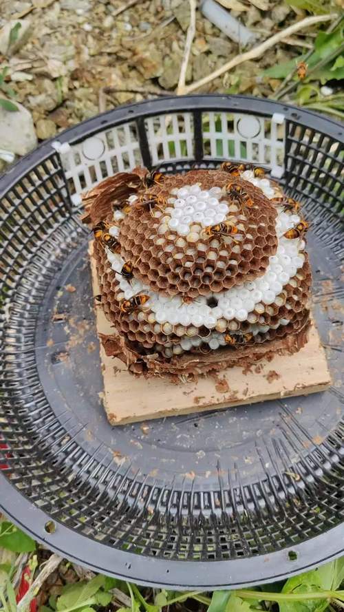 胡蜂越冬养殖技术视频有哪些要点？-图2