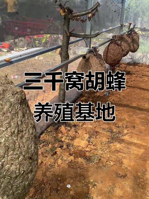 胡蜂越冬养殖技术视频有哪些要点？-图3