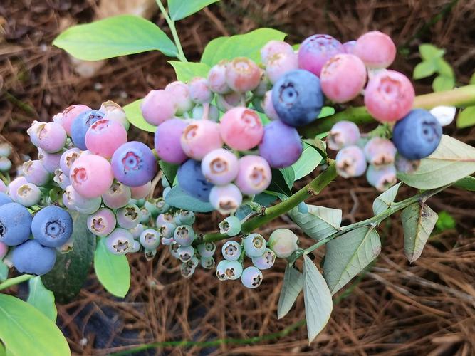 北方种蓝莓，选啥品种好？-图1