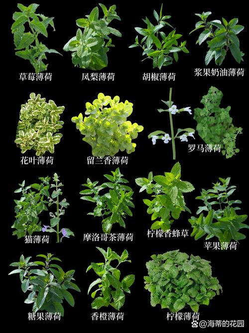 药用薄荷品种有哪些？图片如何辨别？-图1