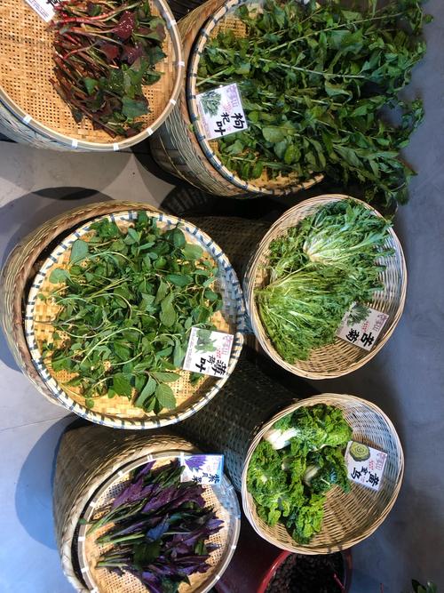 药用薄荷品种有哪些？图片如何辨别？-图2