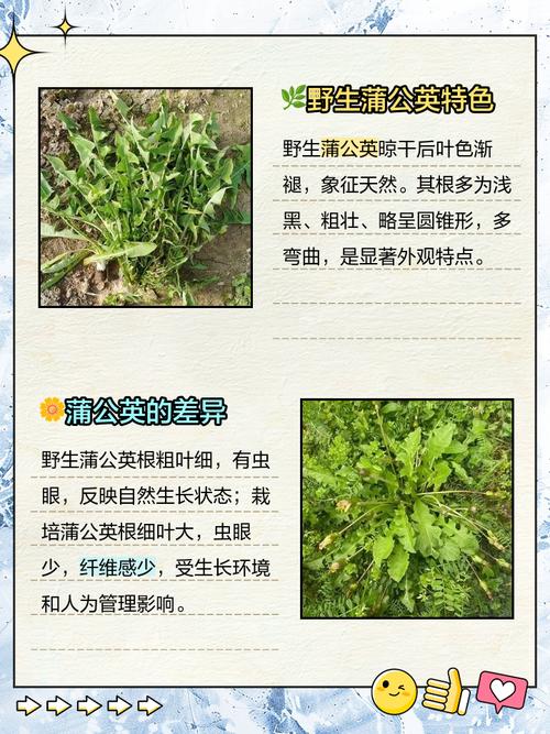 蒲公英品种有哪些？附图片对比。-图2