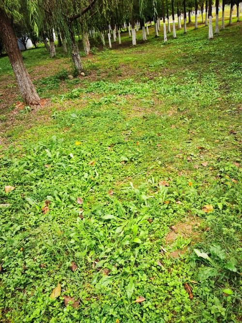 蒲公英品种有哪些？附图片对比。-图1