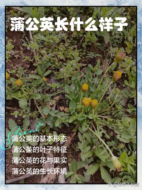 蒲公英品种有哪些？附图片对比。-图3