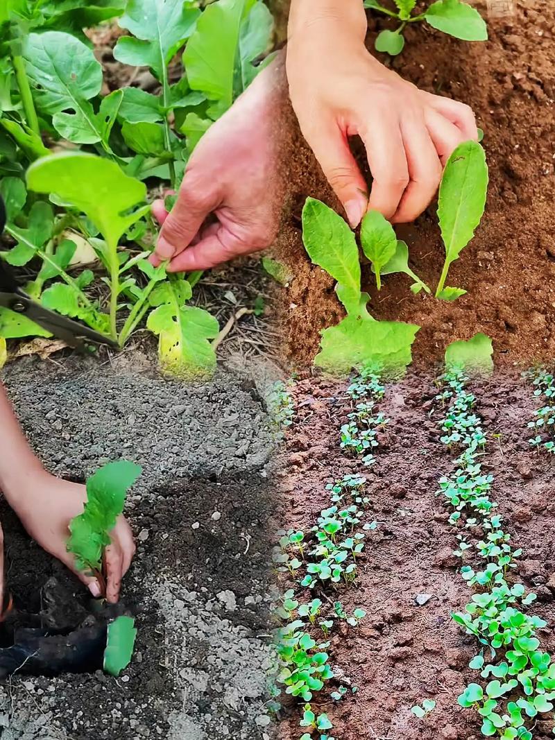 早春萝卜种植视频有哪些关键技术？-图3