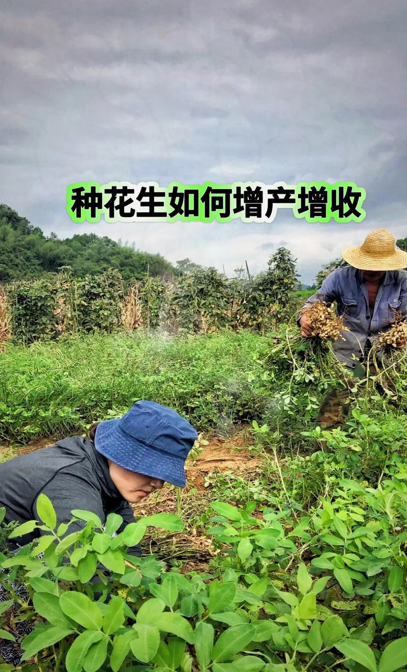 花生种植管理技术视频有哪些要点？-图1