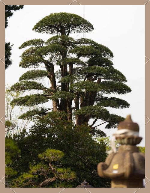 想看乔木品种图片大全？有哪些常见种类？-图1