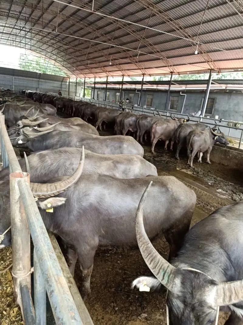 广西杂交改良水牛品种有何优势？-图2