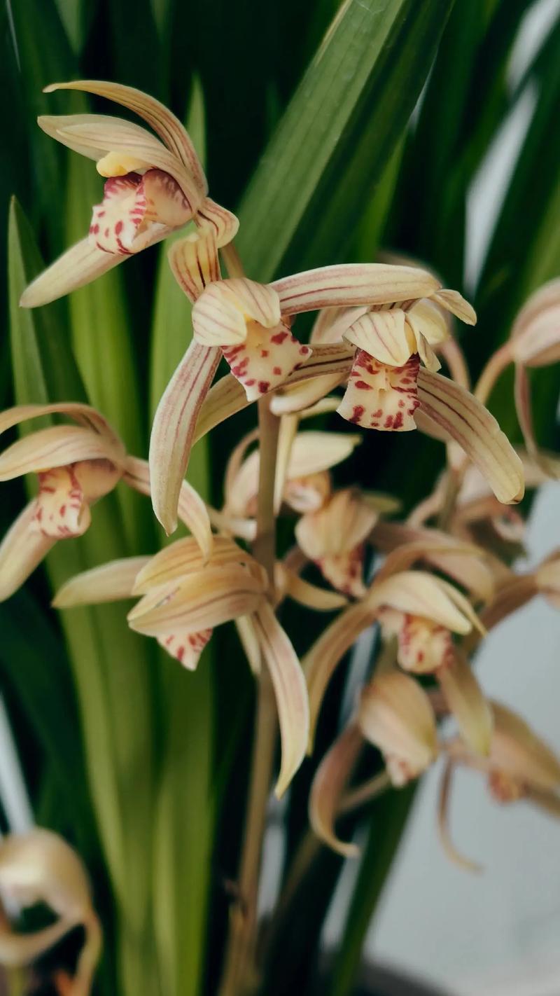 台湾产建兰有哪些品种？-图1