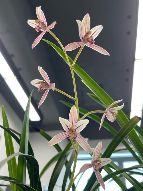 台湾产建兰有哪些品种？-图2