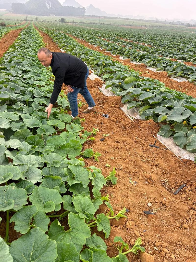 大棚冬季南瓜种植技术-图2