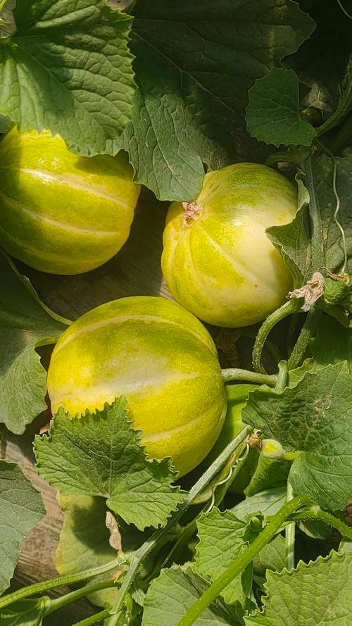 凌海香瓜哪个品种最值得种？-图1