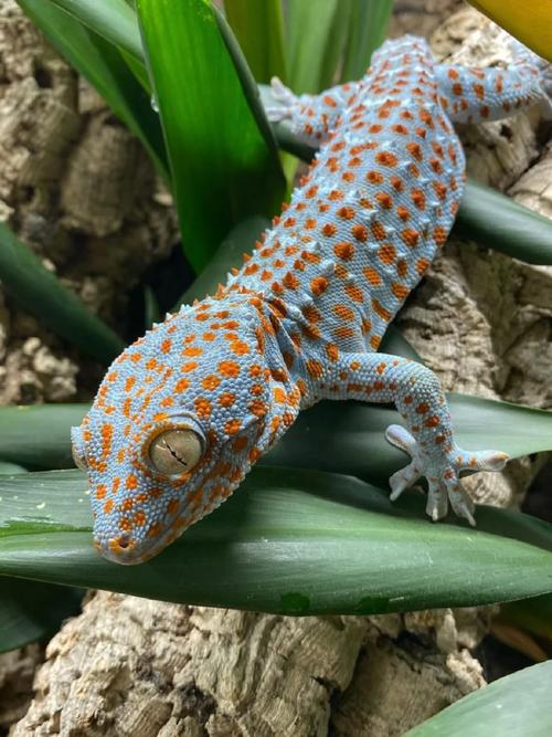 家养壁虎选什么品种最好？-图1