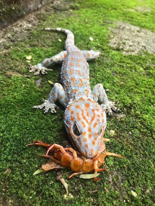 家养壁虎选什么品种最好？-图2