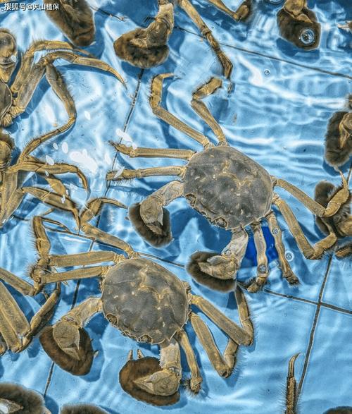 螃蟹养殖技术有哪些关键要点？-图2