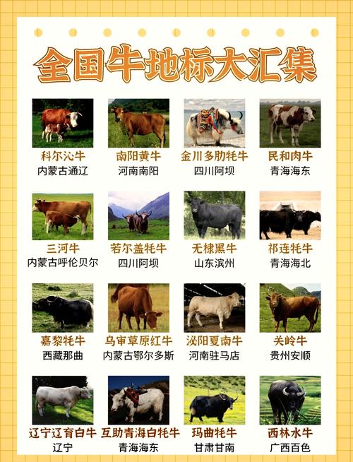 肉牛养殖选什么品种好？-图3