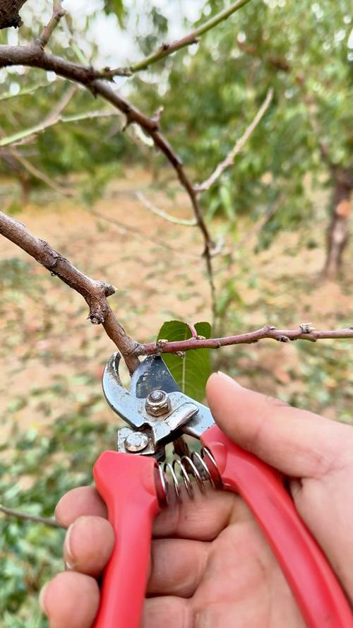 阳台桃树剪枝视频，何时剪？怎么剪？-图1