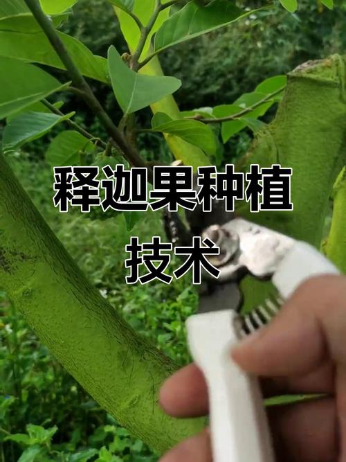 水果释迦高产种植技术有哪些要点？-图1