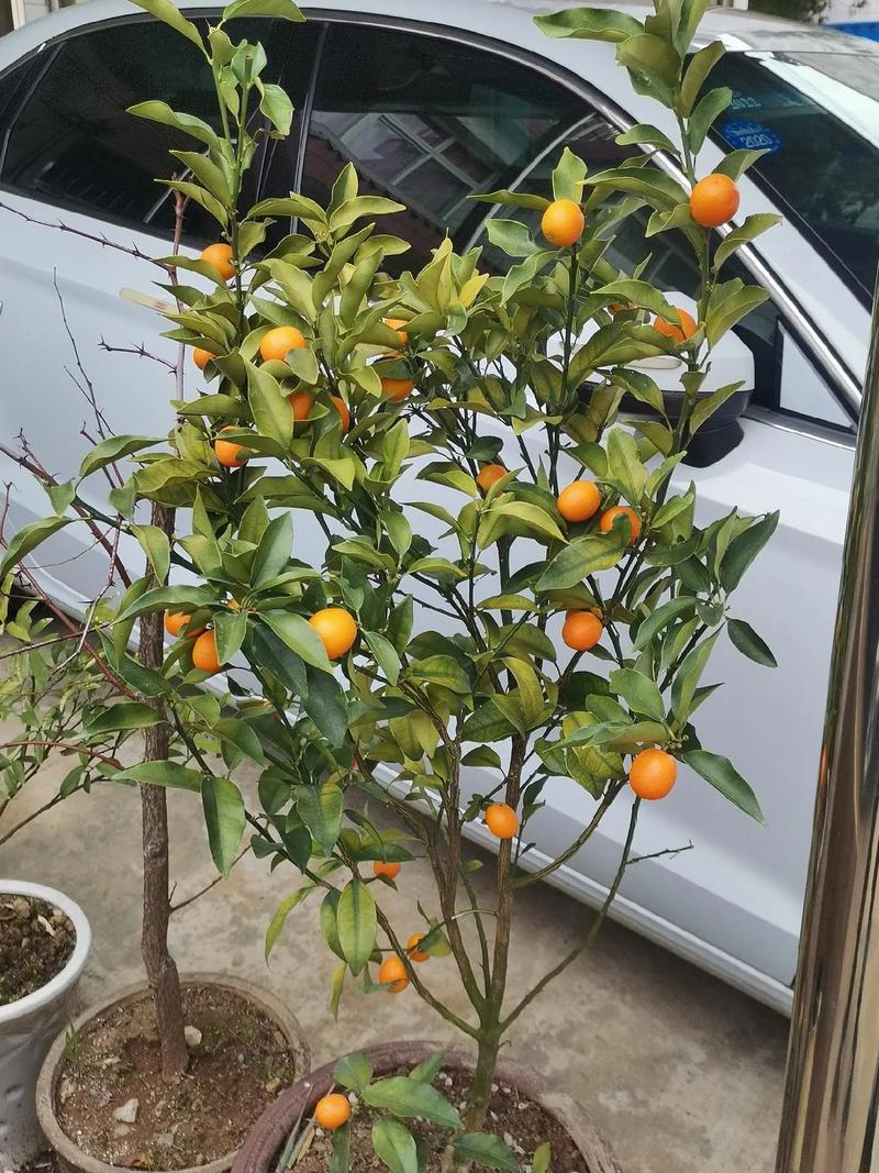 冬天金桔种植技术要点有哪些？-图2