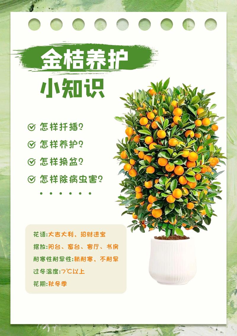 冬天金桔种植技术要点有哪些？-图1