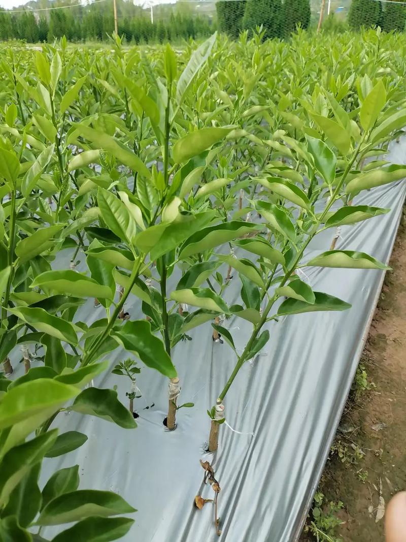 冬天金桔种植技术要点有哪些？-图3