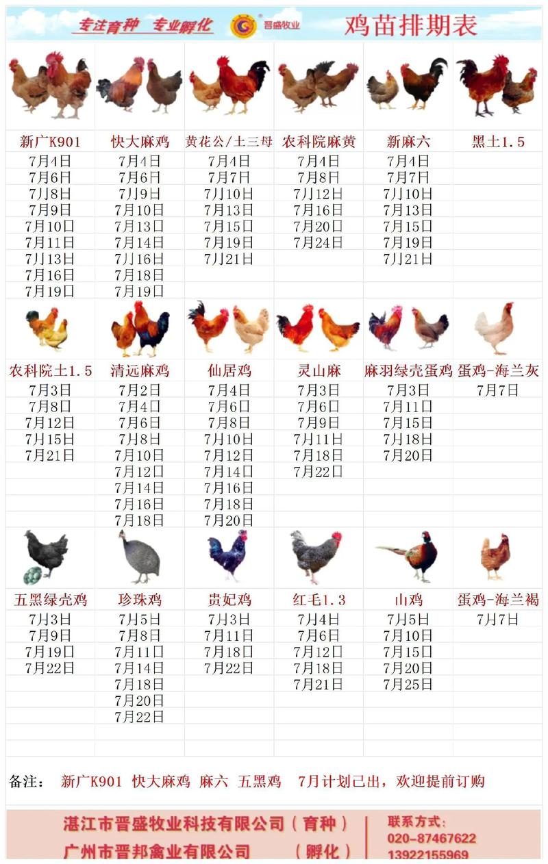 今日817肉鸡苗价格多少？-图3
