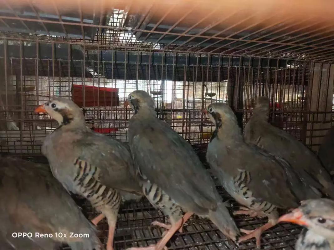 哪些鹧鸪品种允许养殖？-图1