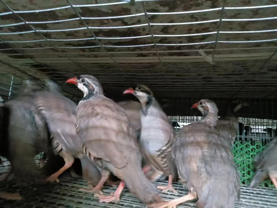 哪些鹧鸪品种允许养殖？-图2