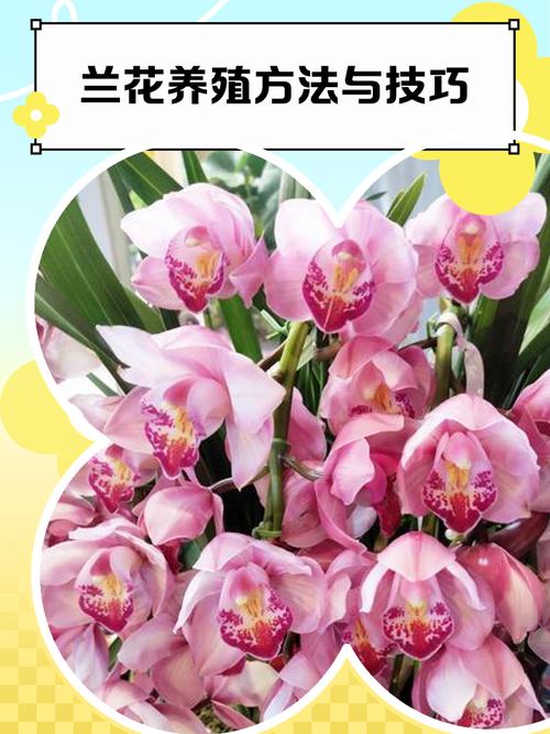 荷兰进口兰花养殖技术有何要点？-图2