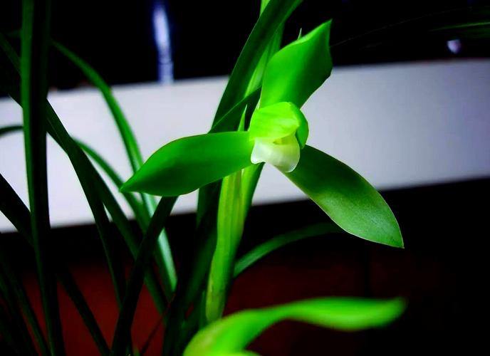 春兰名贵品种有哪些特征？-图1