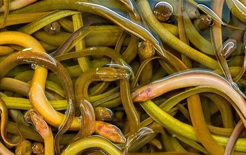 泥鳅黄鳝生态养殖技术怎么掌握？-图2