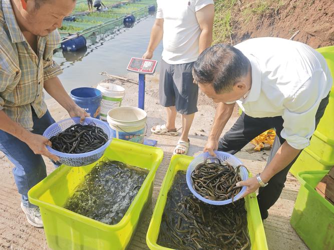 泥鳅黄鳝生态养殖技术怎么掌握？-图1
