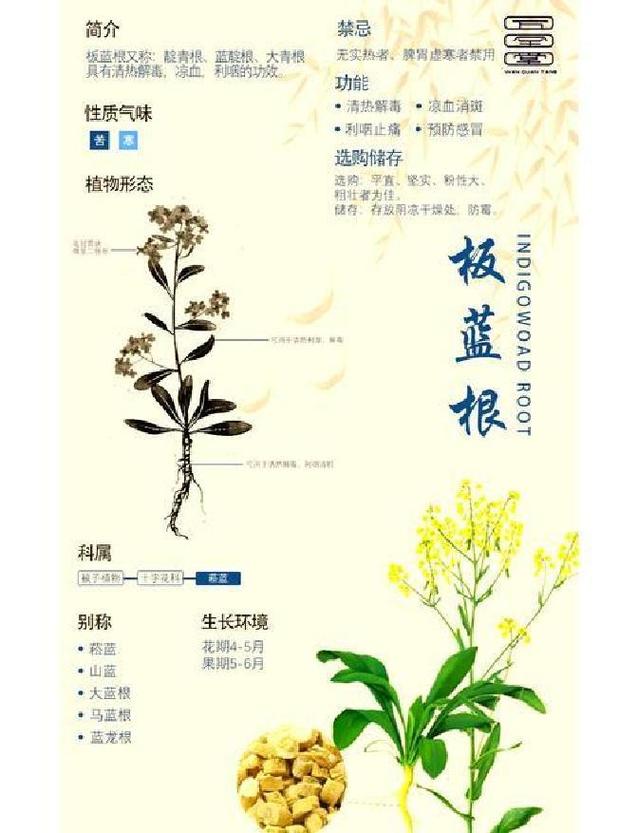 板蓝根种植利润高吗？技术门槛怎样？-图3