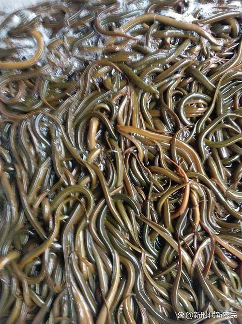 鳝鱼养殖开口怎么操作？-图1