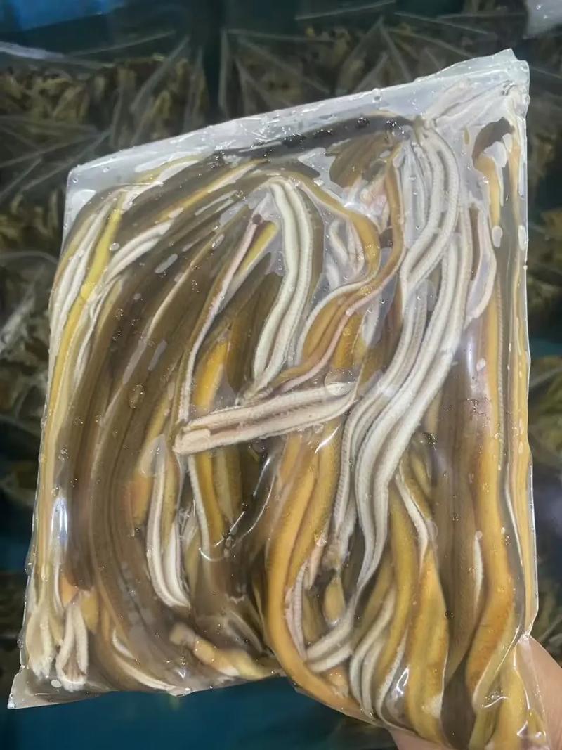 鳝鱼养殖开口怎么操作？-图3