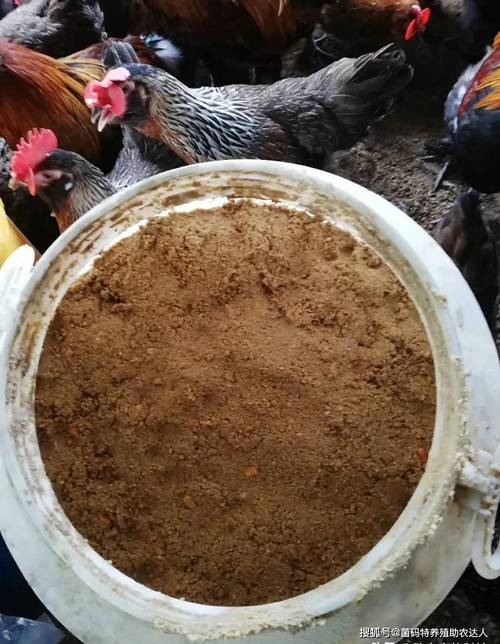 白酒酒糟发酵养鸡，技术要点有哪些？-图1