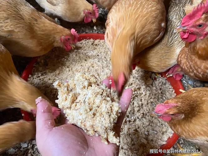 白酒酒糟发酵养鸡，技术要点有哪些？-图2