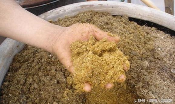 白酒酒糟发酵养鸡，技术要点有哪些？-图3