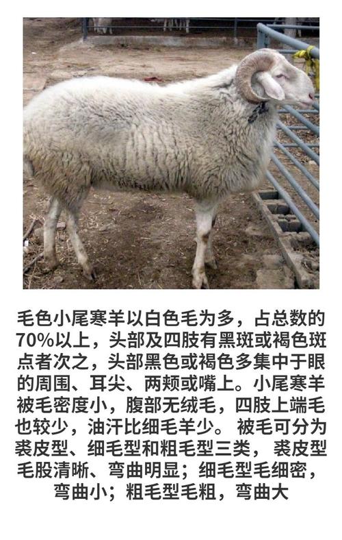 小尾寒羊70斤的价格-图1