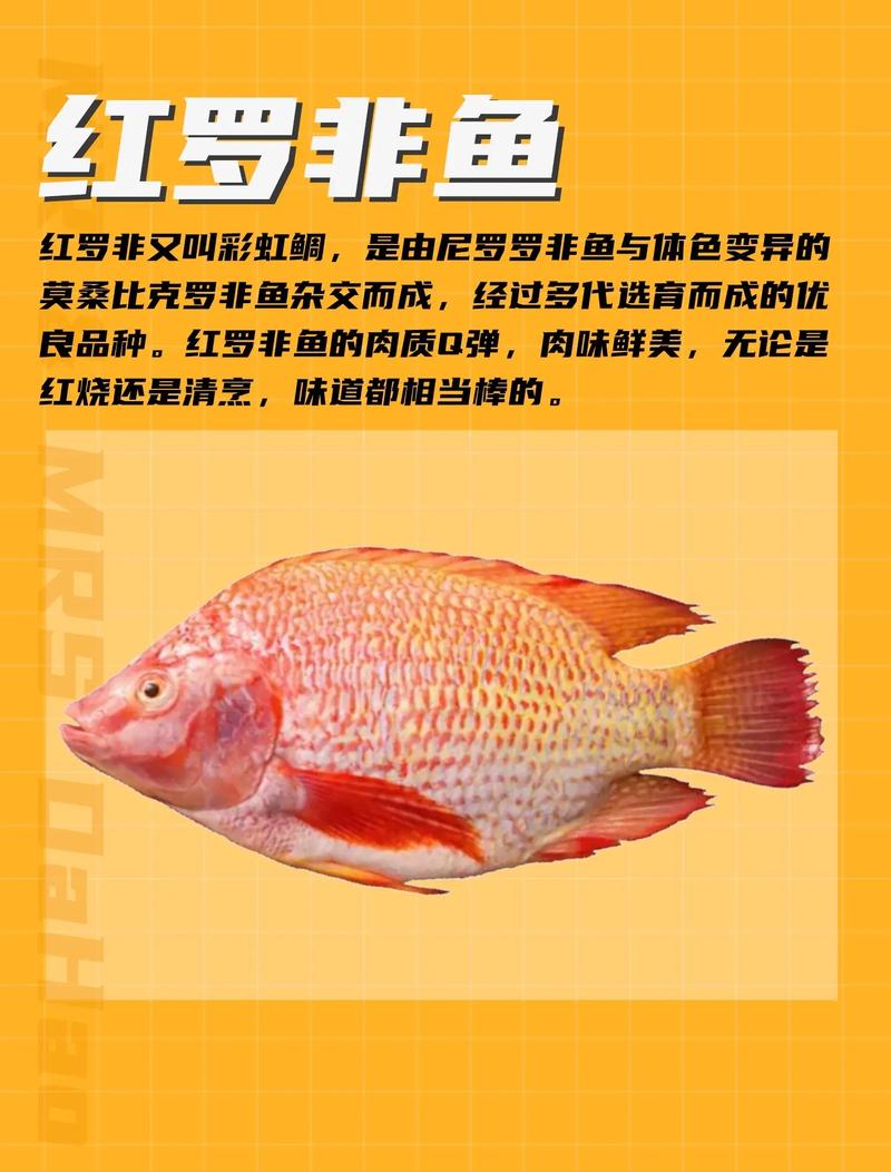 国内常见罗非鱼品种有哪些？-图1